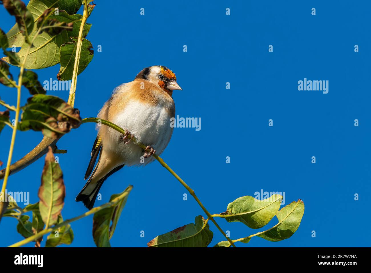 Goldfinch (Carduelis carduelis) oiseau perché sur une branche arbustive qui est un oiseau commun de jardin songbird trouvé au Royaume-Uni et en Europe, photo de stock de portrait Banque D'Images