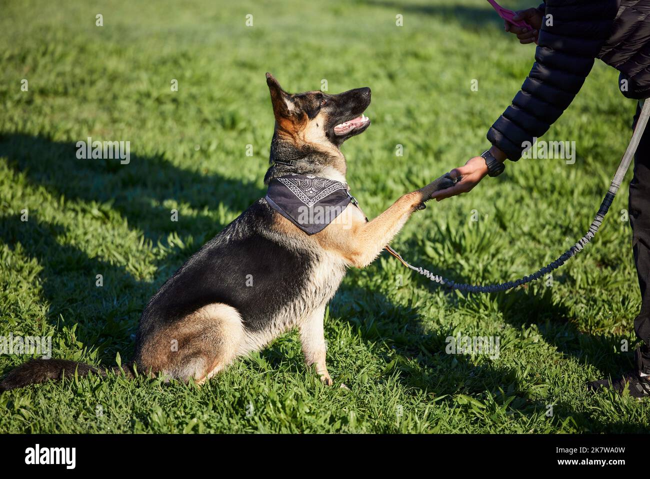 Donnez un tour d'APPAWS pour un chien bien formé. un adorable berger allemand formé par son propriétaire dans le parc. Banque D'Images