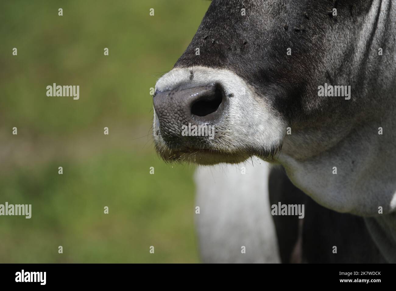 Vue de face et de gros plan d'une vache type Banque D'Images