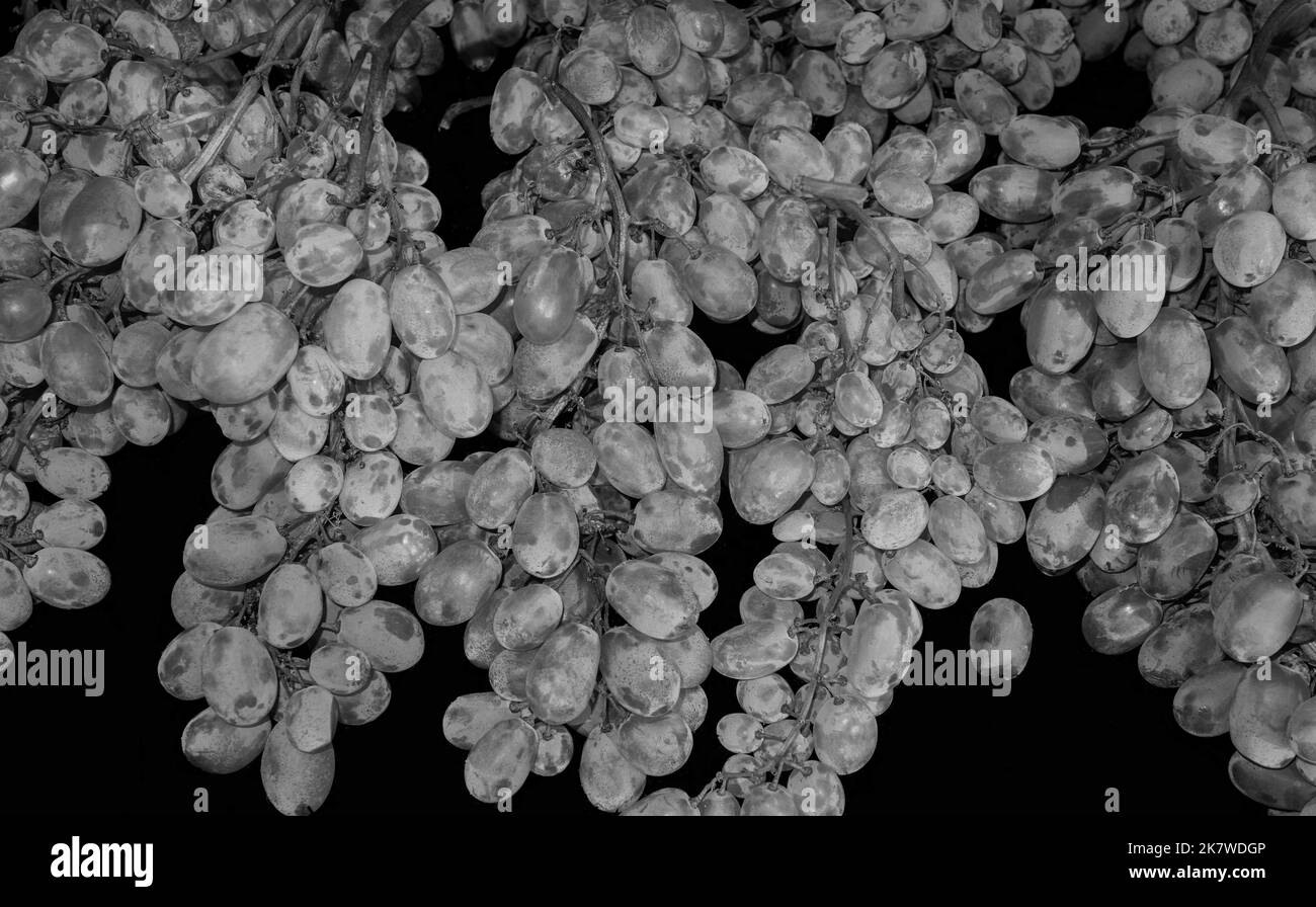 Alba, Piémont, Italie - 15 octobre 2022: Des grappes de raisins à vendre sur un marché agricole. Banque D'Images