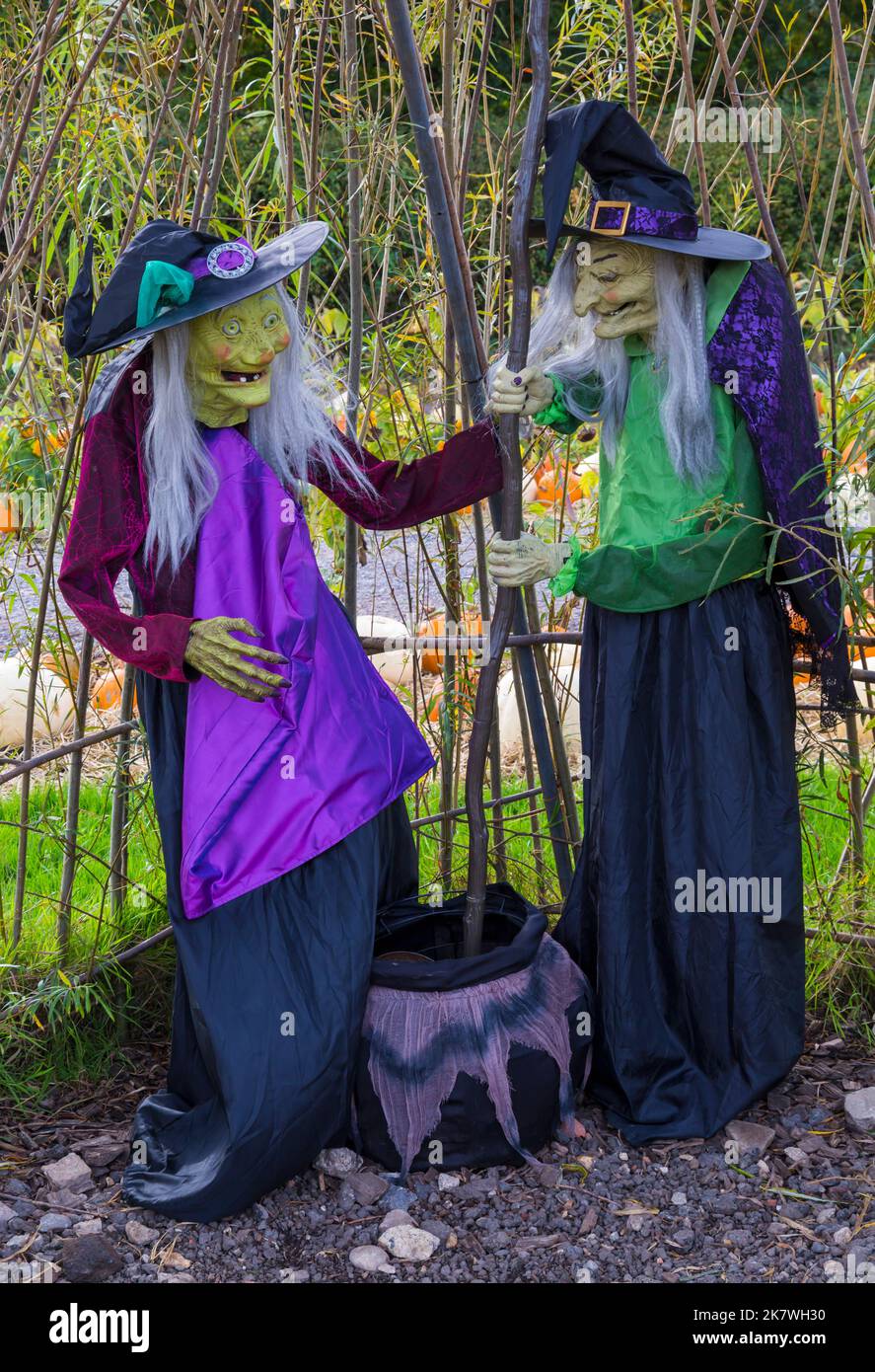 Des sorcières remuant le chou-fleur à l'heure de la citrouille à la ferme Sunnyfields à Totton, au Hampshire, au Royaume-Uni, en octobre à l'approche de Halloween Banque D'Images