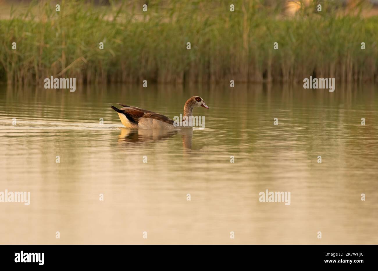 Une seule oie égyptienne (Alopochen aegyptiaca) nageant dans un lac à Al Qudra à Dubaï, Émirats arabes Unis. Banque D'Images