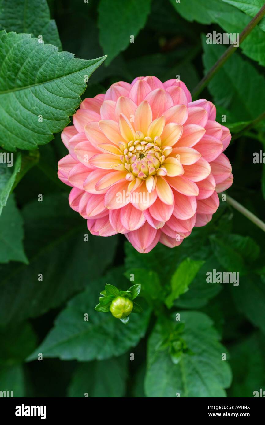 Dahlia décoratif 'elody Allegro', fleur unique à la fin de l'été Banque D'Images