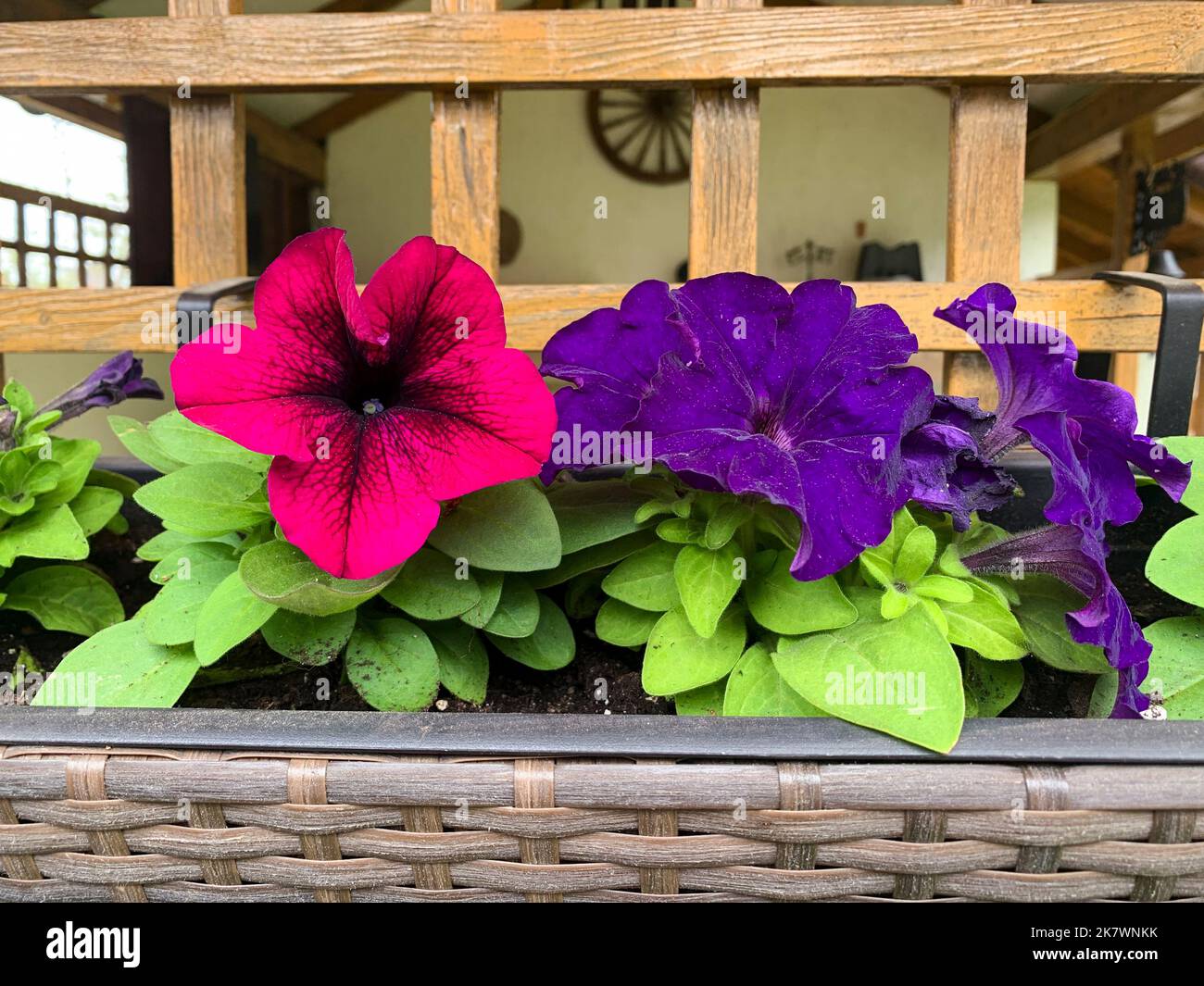 Jardinières suspendues avec différentes fleurs dans le jardin. Studio photo. Banque D'Images