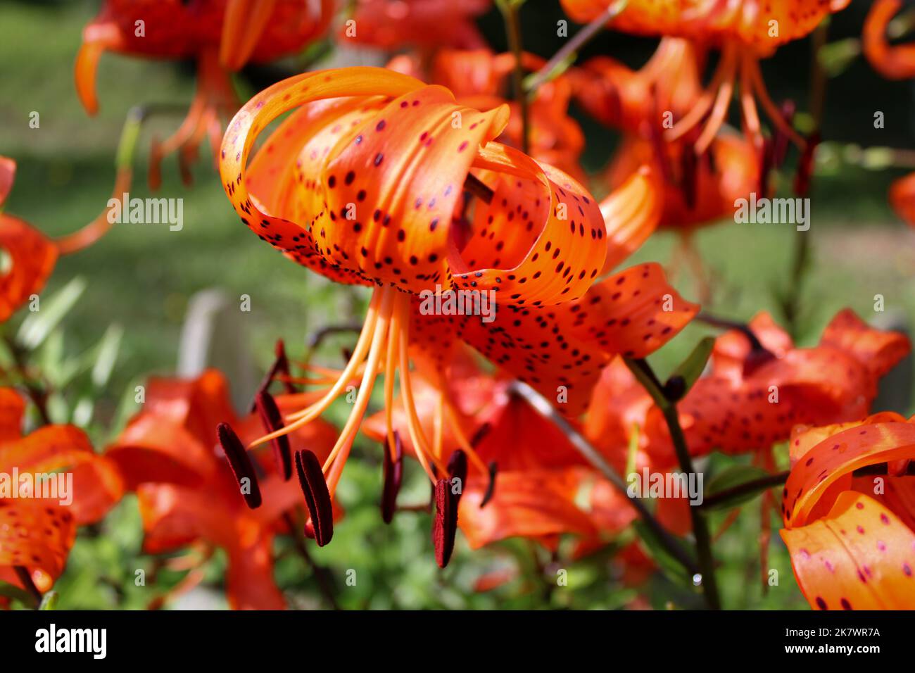 Belle lilas tigrées baignant au soleil Banque D'Images