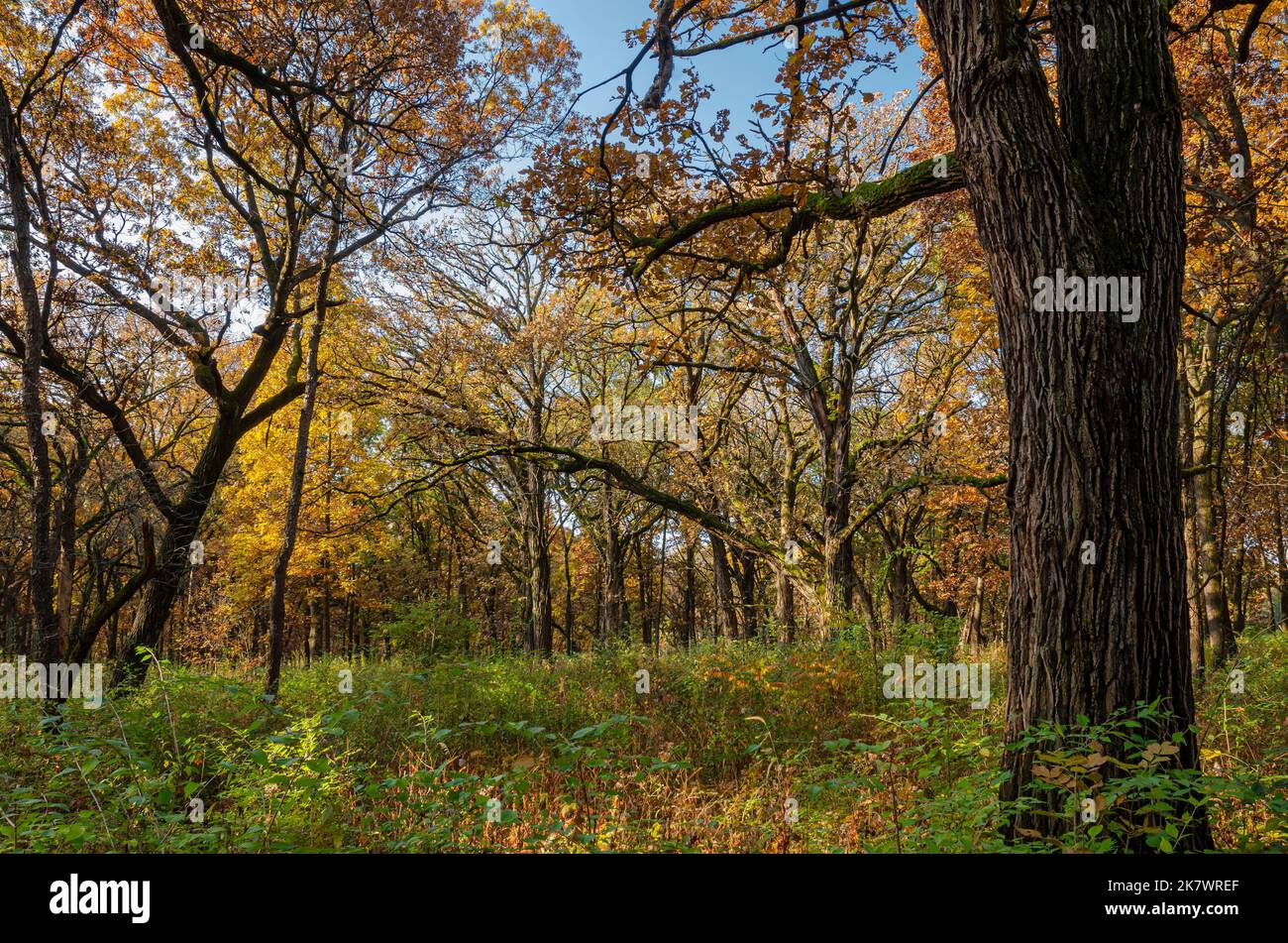 Les savanes de chêne dominent le paysage dans certaines parties de la grande réserve de forêt de Waterfall Glen, dans le comté de DuPage, dans l'Illinois Banque D'Images