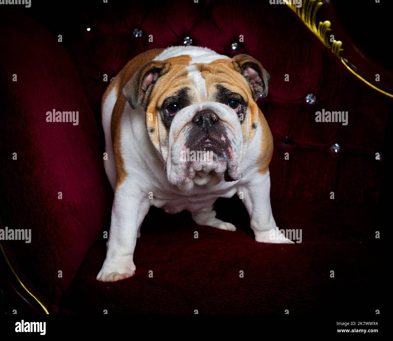 Photo d'un ancien Bulldog anglais dans un studio photographique professionnel Banque D'Images