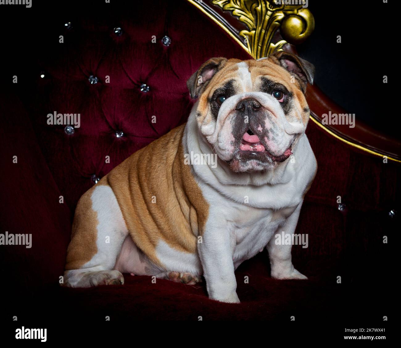 Photo d'un ancien Bulldog anglais dans un studio photographique professionnel Banque D'Images