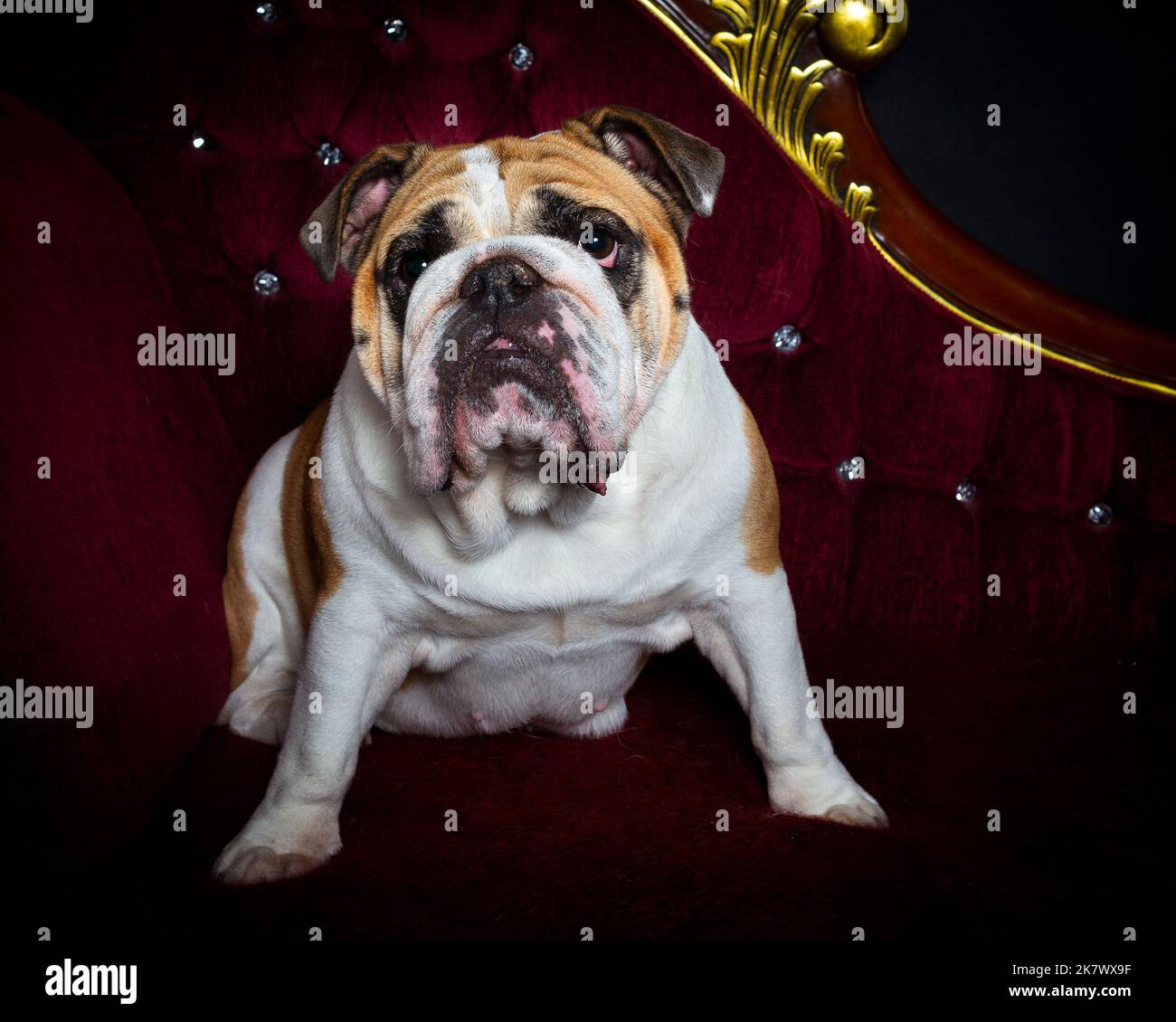 Photo d'un ancien Bulldog anglais dans un studio photographique professionnel Banque D'Images