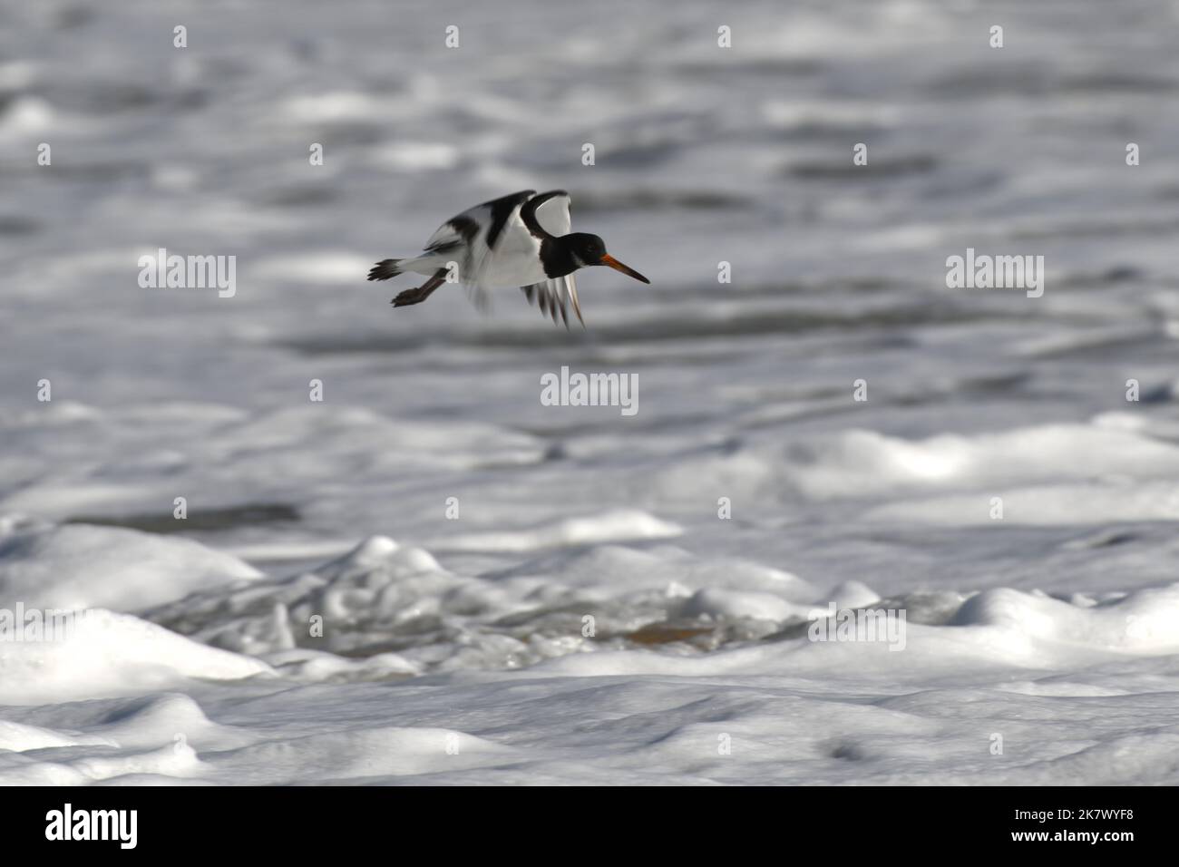 Oystercatcher en vol au-dessus d'une mer mousseuse en contrebas. Banque D'Images