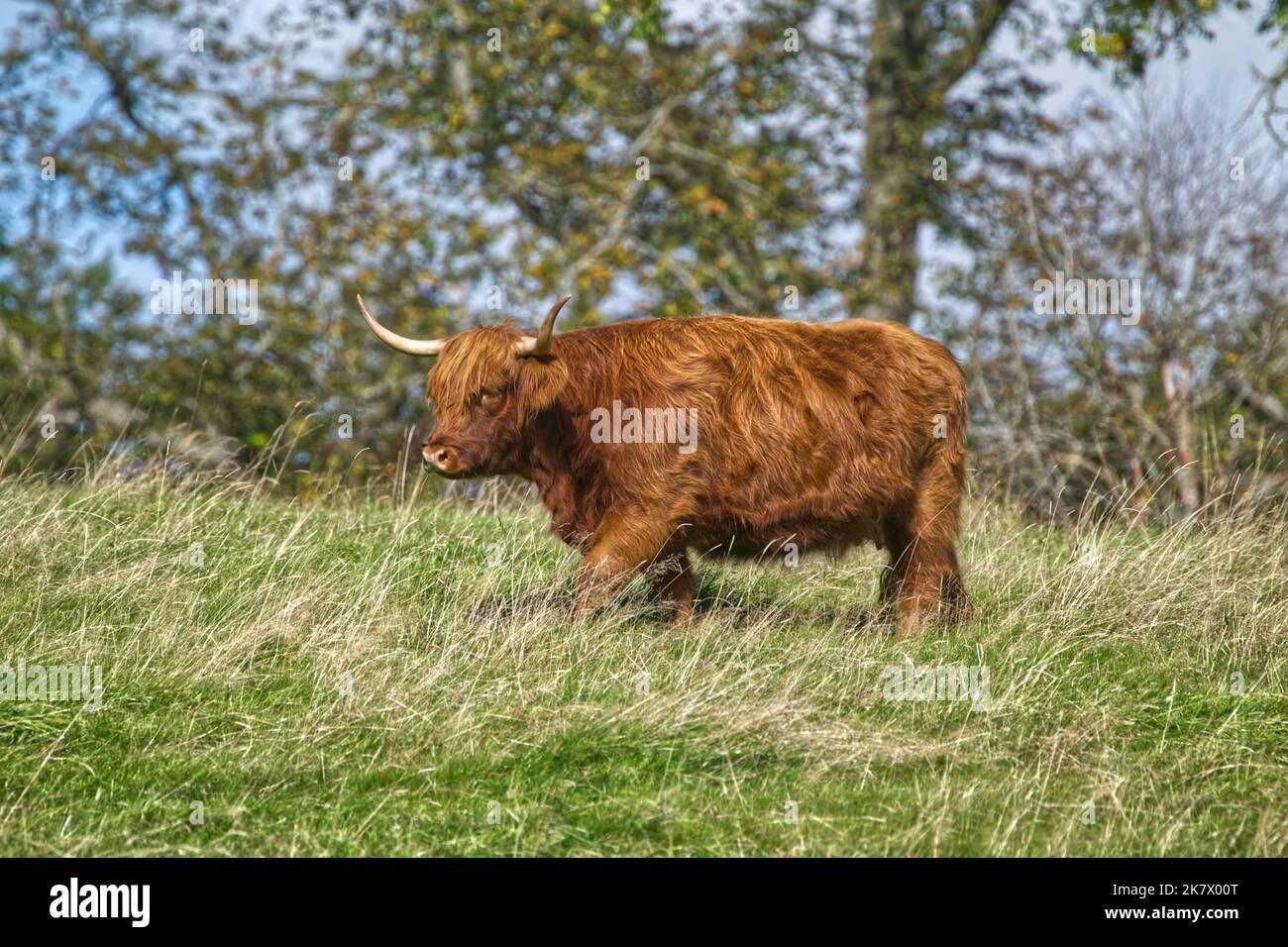 Vache Highland Banque D'Images