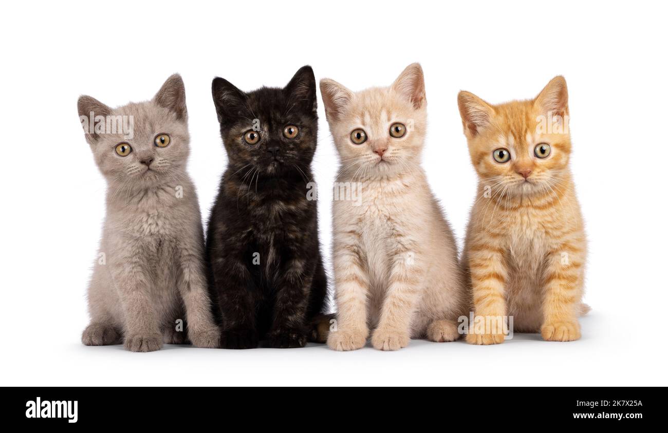 Portée de 4 chatons de chat de Shorthair de différentes couleurs, assis les uns à côté des autres sur une rangée parfaite. Tout en regardant vers l'appareil photo. isolé sur un blanc Banque D'Images
