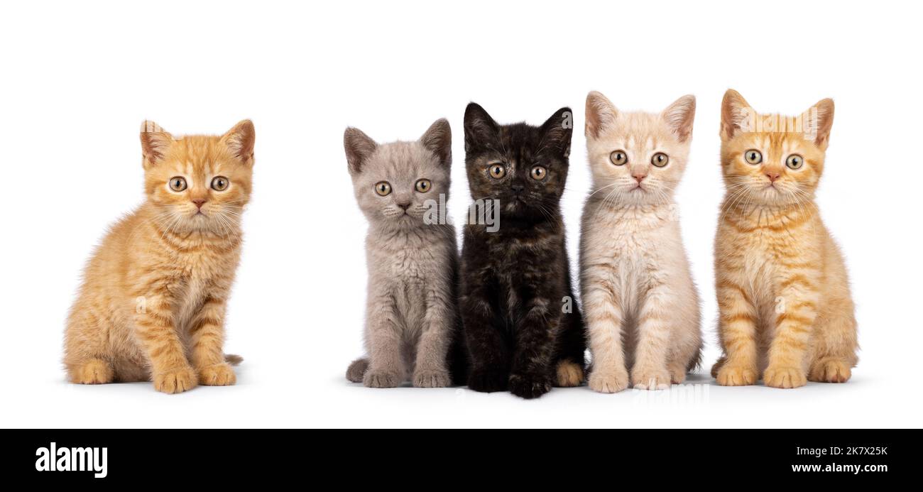 Portée de 5 chatons de chat de Shorthair de différentes couleurs, assis les uns à côté des autres sur une rangée parfaite. Tout en regardant vers l'appareil photo. isolé sur un blanc Banque D'Images