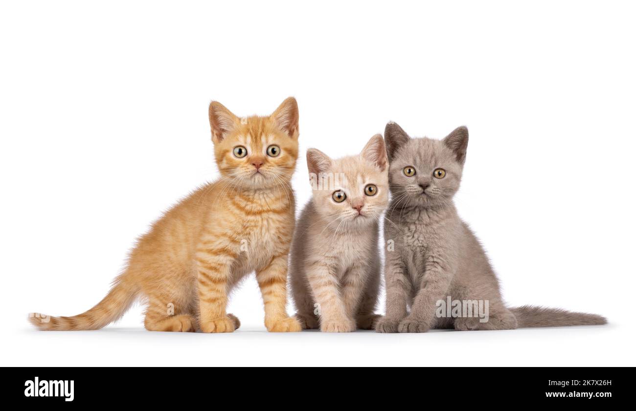 Portée de 3 chatons de chat de Shorthair de différentes couleurs, assis les uns à côté des autres sur une rangée parfaite. Tout en regardant vers l'appareil photo. isolé sur un blanc Banque D'Images