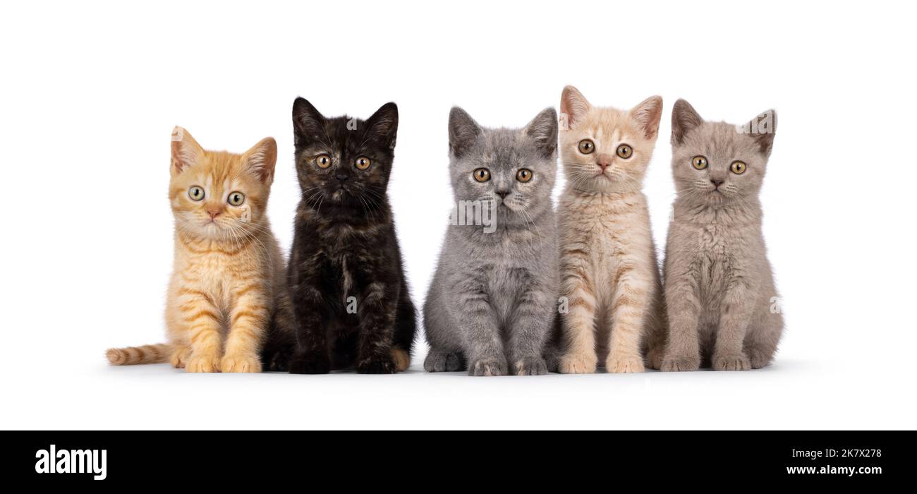 Portée de 5 chatons de chat de Shorthair de différentes couleurs, assis les uns à côté des autres sur une rangée parfaite. Tout en regardant vers l'appareil photo. isolé sur un blanc Banque D'Images