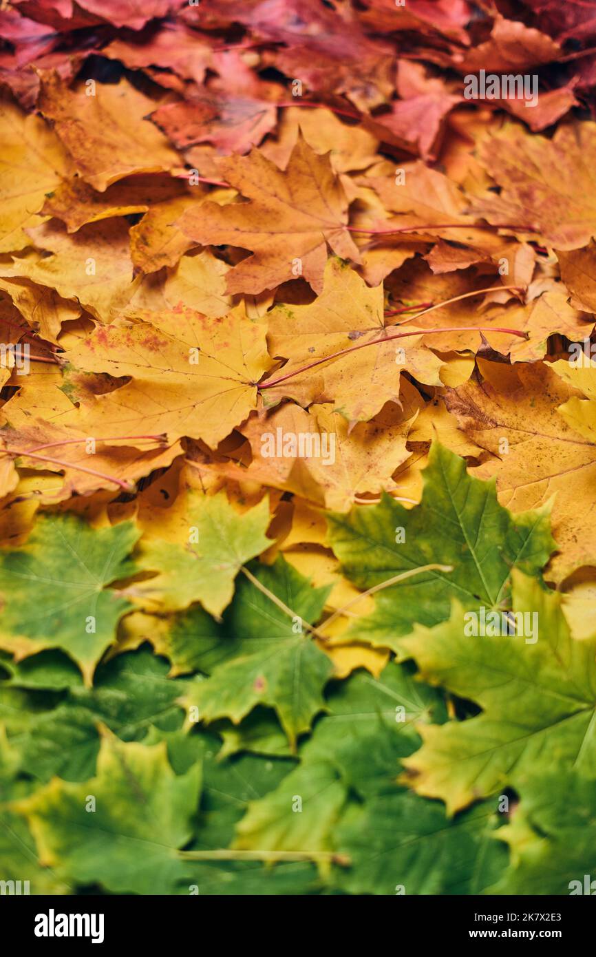 Mousse colorée de feuilles d'érable. Photo de haute qualité Banque D'Images
