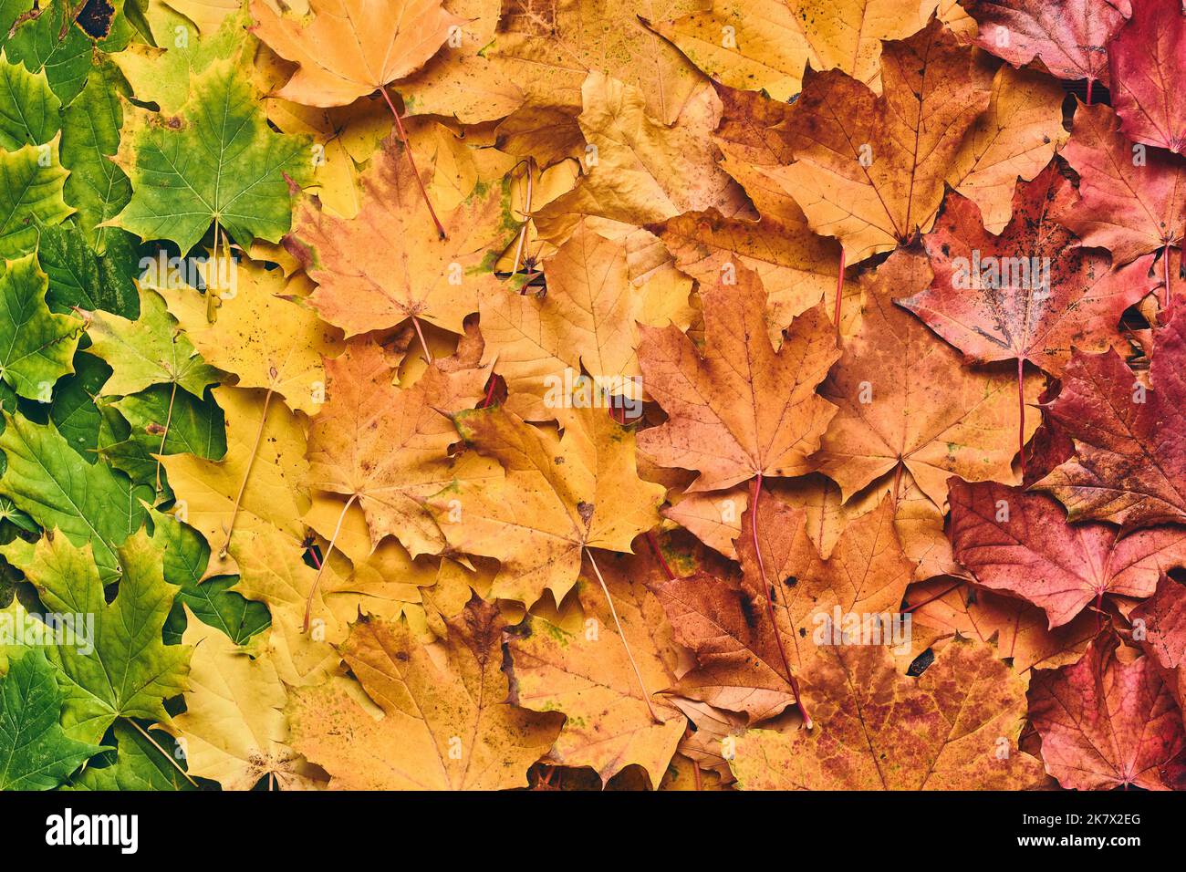 feuille d'érable couleur. Photo de haute qualité Banque D'Images