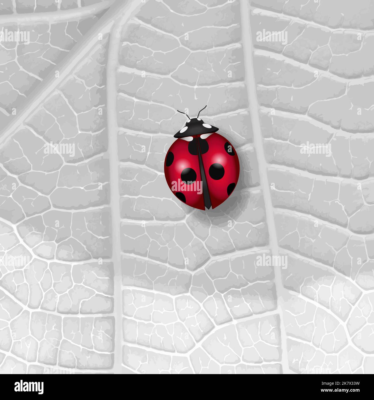 Une coccinelle rouge colorée marchant sur une feuille blanche. Banque D'Images