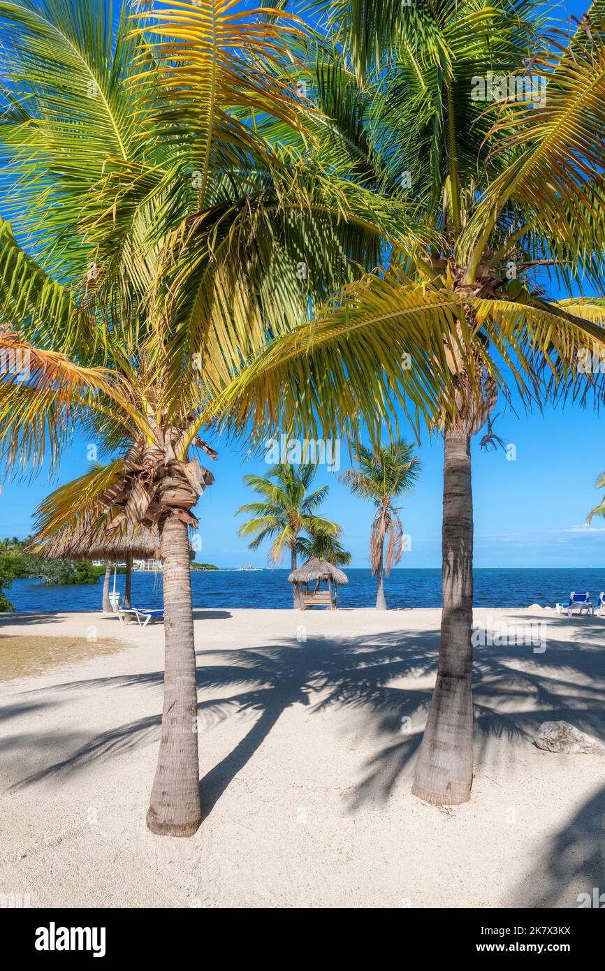 Palmiers dans le parc régional de Sunset Beach dans l'île tropicale de Florida Keys Banque D'Images