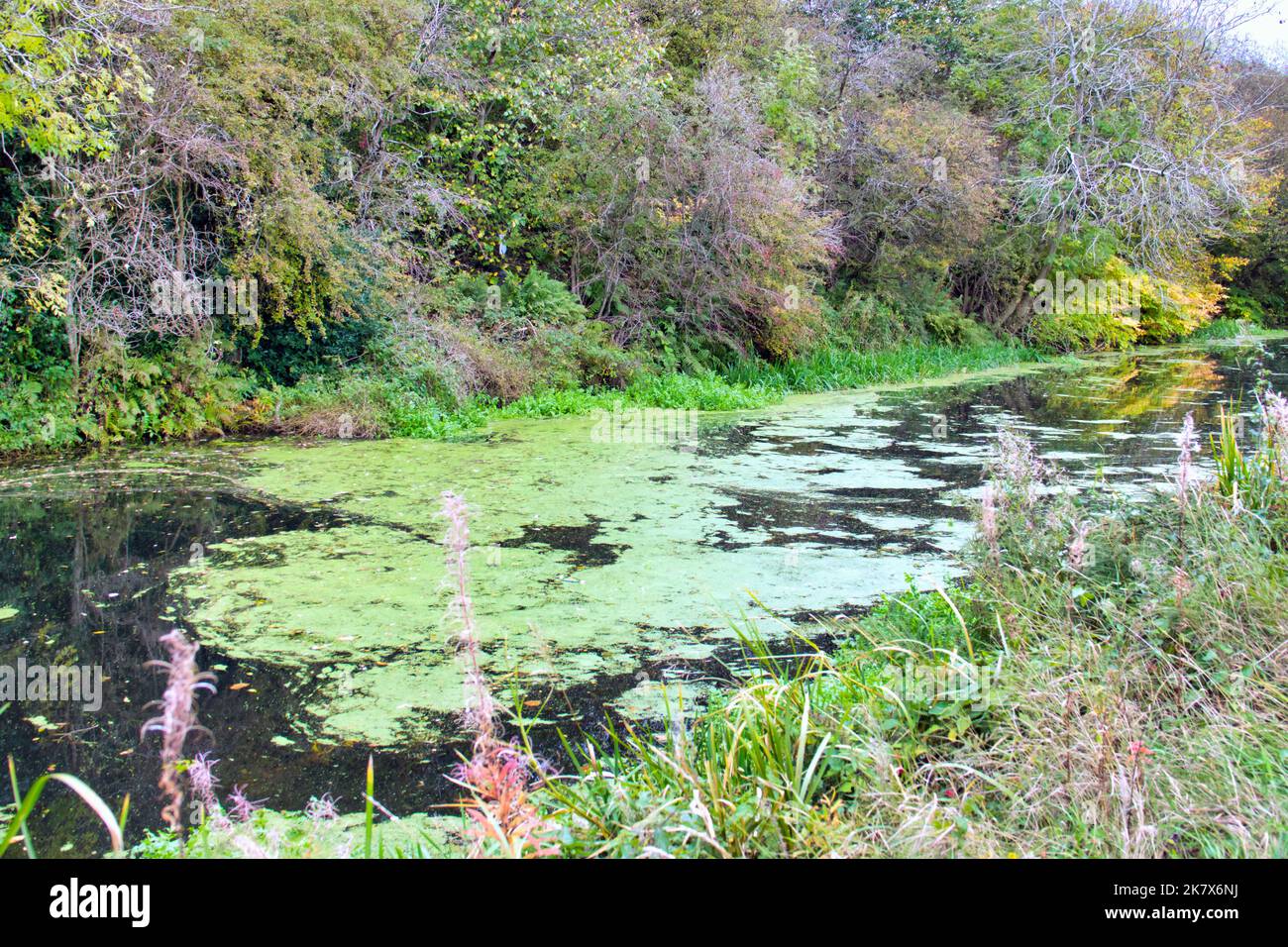 algues bleu-vert toxiques sur le canal de la forth et de clyde Banque D'Images