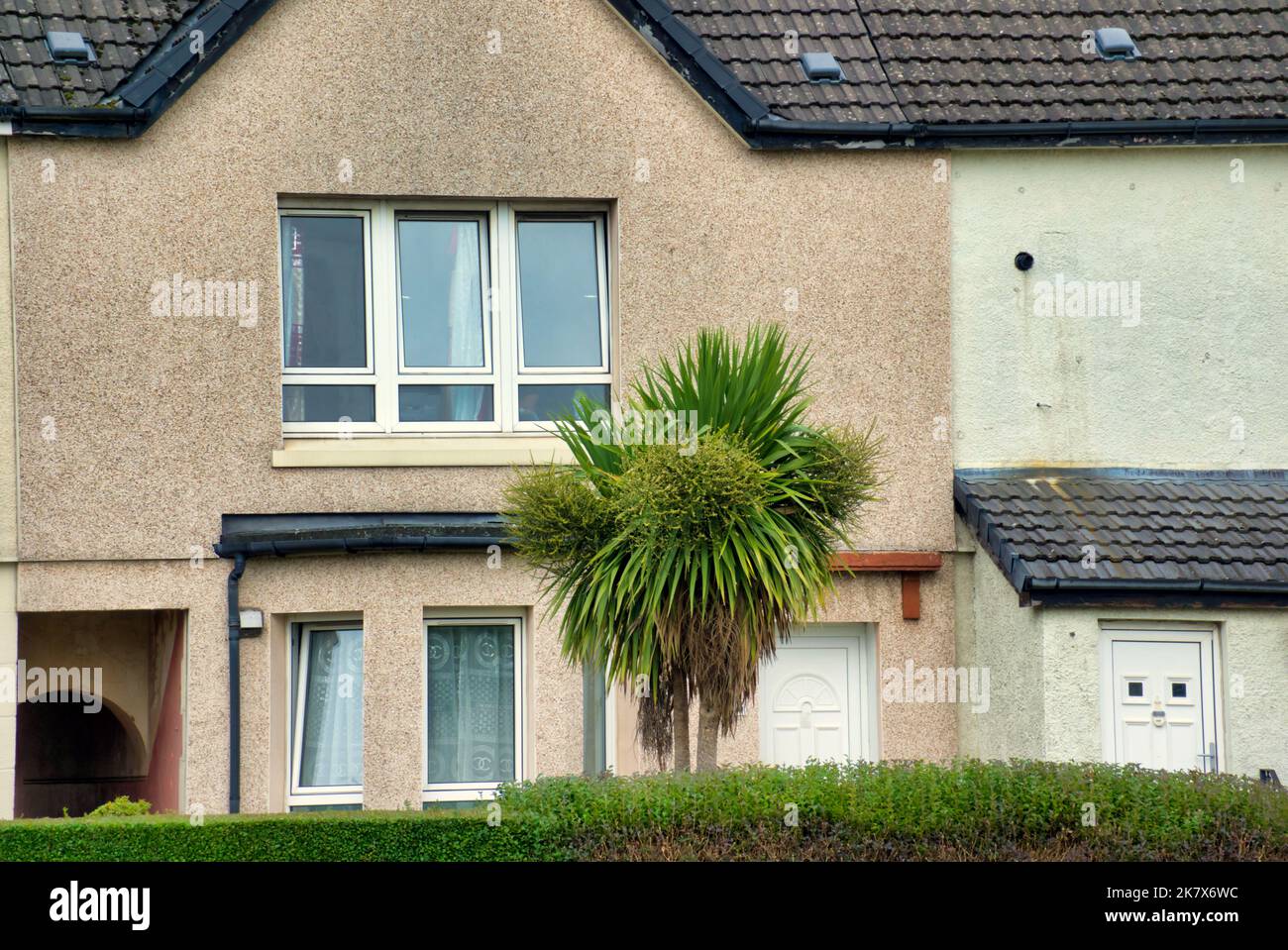 Maison en terrasse de banlieue avec palmier dans le jardin avant inhabituel pour l'Écosse Banque D'Images