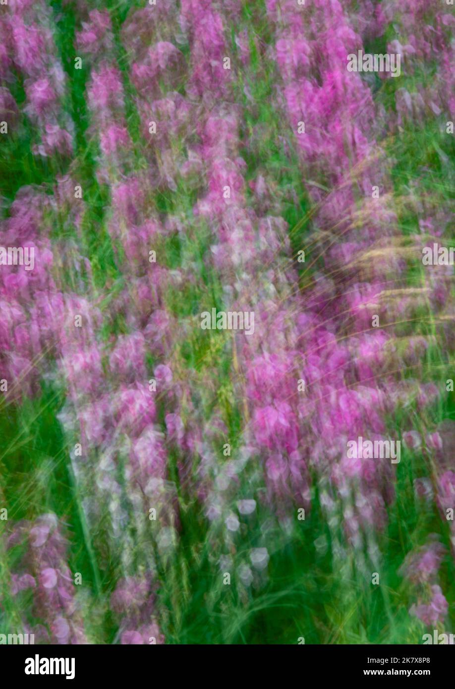 Les fleurs de pois sauvages sont abstraites, en bordure du nord du comté de Door, Wisconsin Banque D'Images
