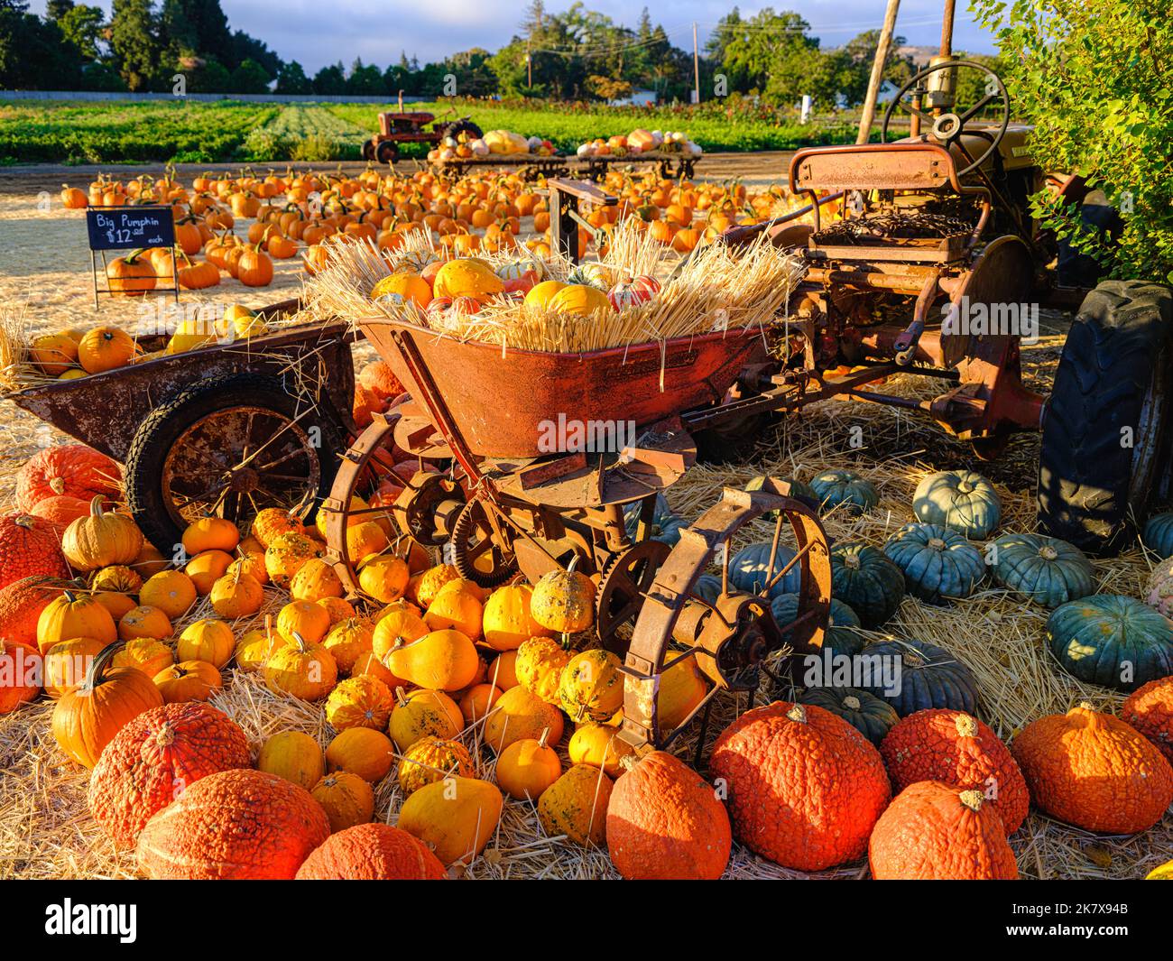 Citrouilles sur un marché agricole en Californie, le matin d'une belle et lumineuse matinée. Banque D'Images