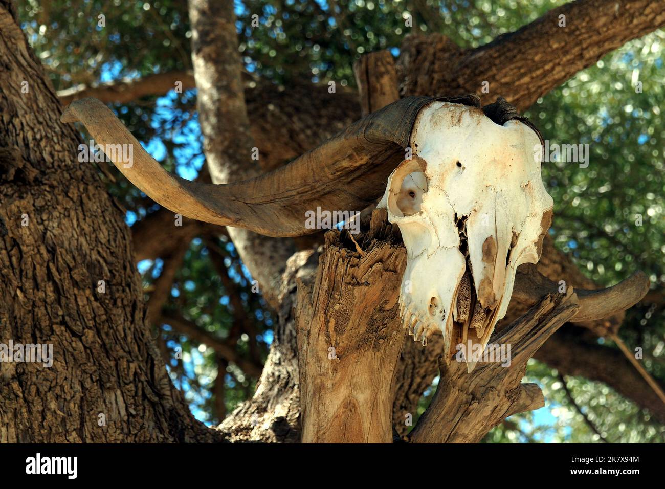 Crâne de chèvre sur l'arbre, gorge d'Agiofarango, Crète, Grèce, Europe Banque D'Images