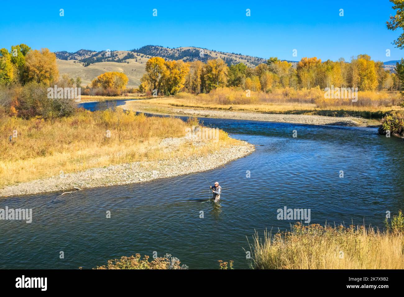 pêche à la mouche en automne sur la rivière clark fork près de jens, montana Banque D'Images