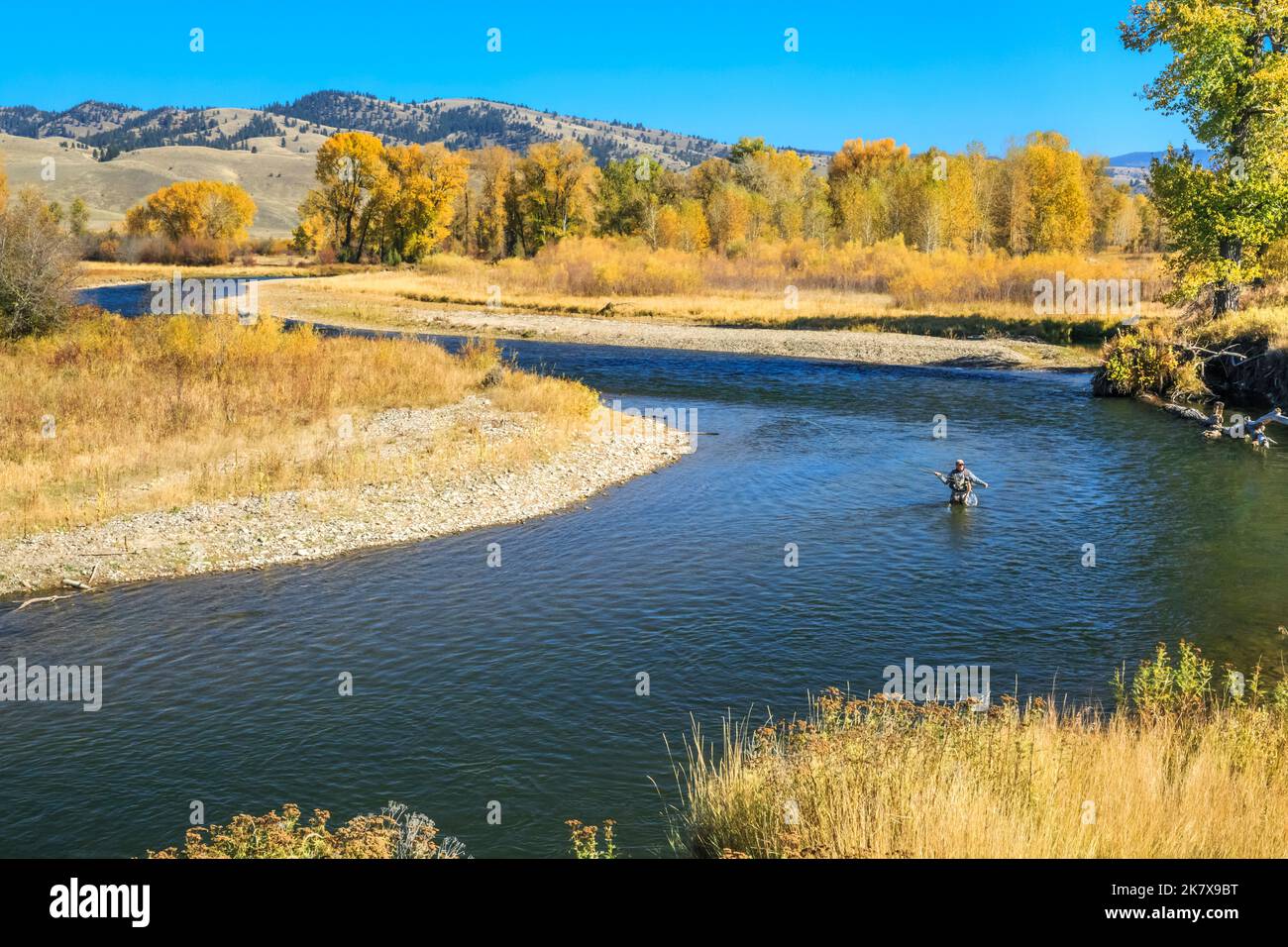 pêche à la mouche en automne sur la rivière clark fork près de jens, montana Banque D'Images