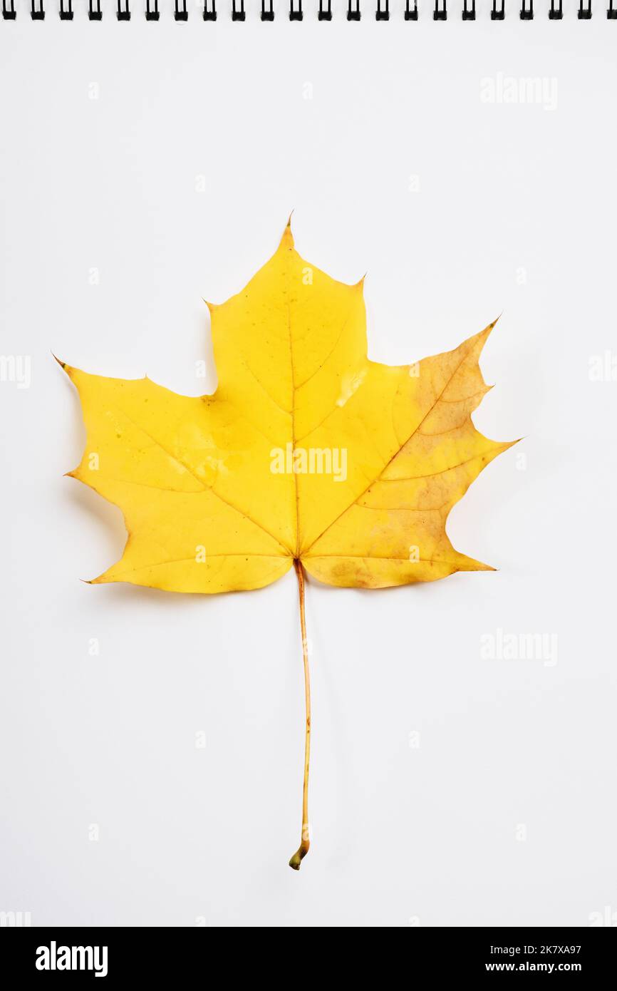 Feuille d'érable jaune sur une feuille de papier blanche. Banque D'Images