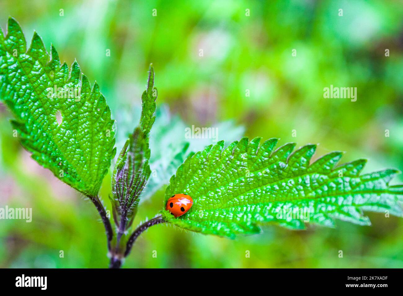 Dendroctones rouges orange sur plantes fleurs à Cuxhaven Basse-Saxe Allemagne. Banque D'Images