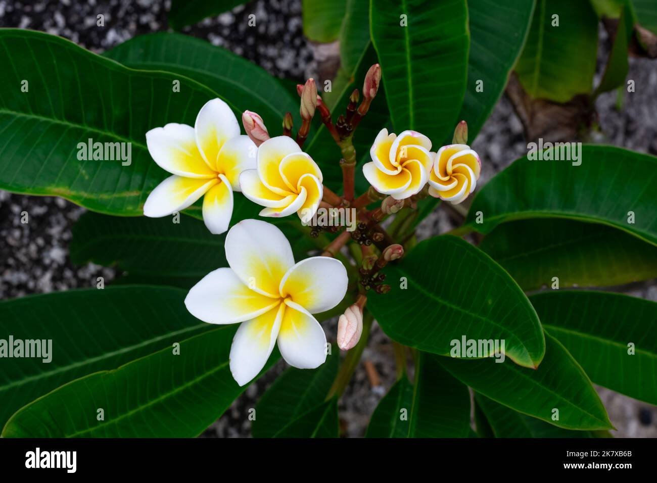 Magnifiques fleurs frangipani blanches sur fond sombre. Plantes et fleurs tropicales, foyer sélectif. Banque D'Images