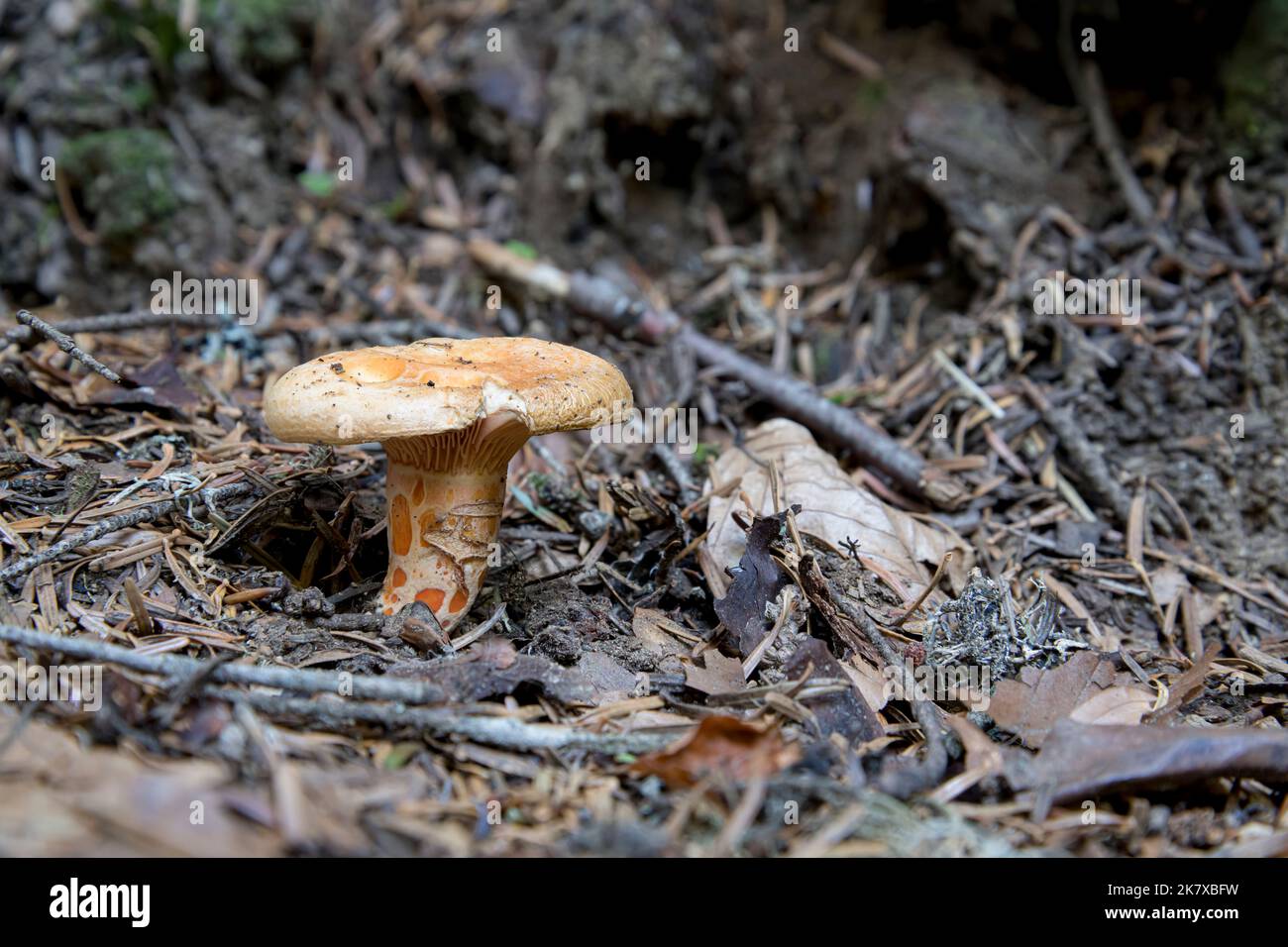 Champignons sauvages isolés trouvés dans les bois, Pyrénées, France Banque D'Images