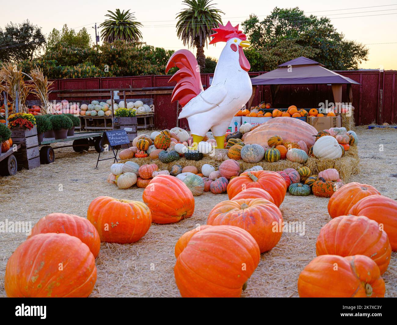 Table d'automne avec des raisins et des assiettes de citrouille | Image Premium générée à base d'IA