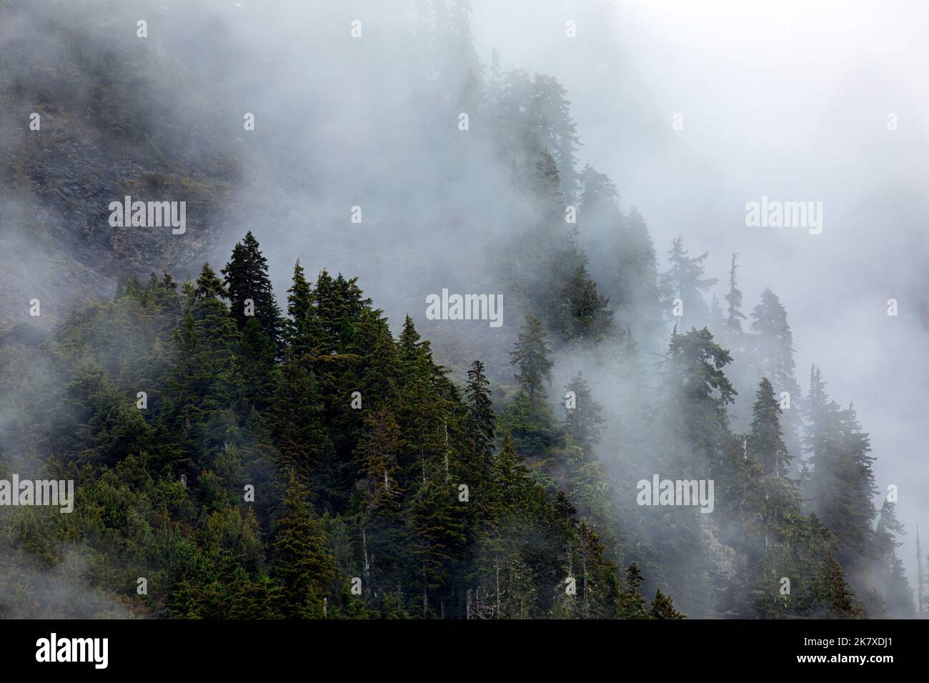 WA22386-00...WASHINGTON - nuages bas couvrant les collines abruptes au-dessus de la rivière Quinault, vue de la vallée enchantée dans le parc national olympique. Banque D'Images