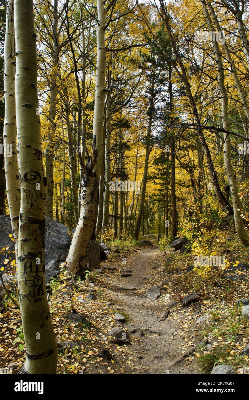 Vue étroite d'un sentier de randonnée qui s'enroule à travers un tunnel d'Aspen avec des feuilles jaunes à l'automne Banque D'Images