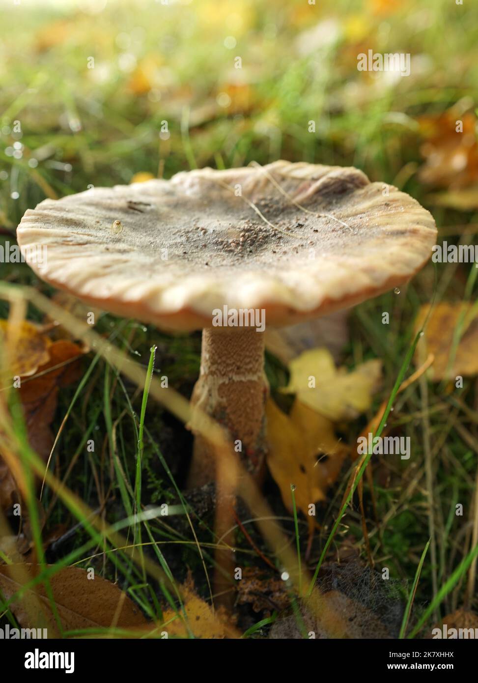 Champignon appelé Amanita porphyria, amanita gris voilé ou le porphyre amanita. Vu en octobre dans une forêt hollandaise Banque D'Images