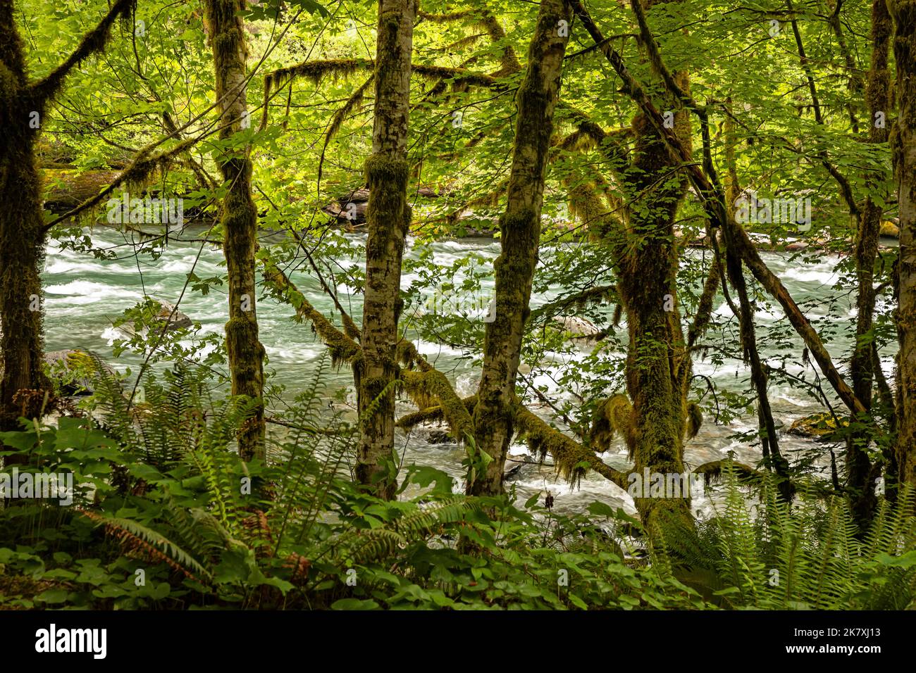 WA22414-00...WASHINGTON - Quinault River, Big Leaf Maple Trees sur la rive et Western Sword Ferns et Vanilla Leaf poussant dans le sous-étage, ONP. Banque D'Images