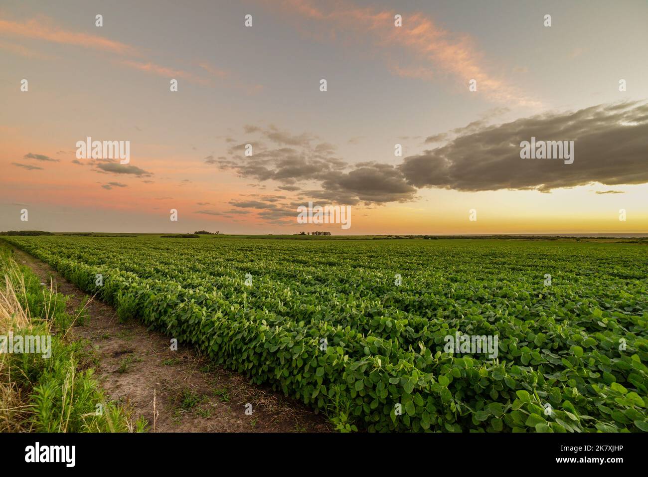 Un paysage magnifique et spectaculaire sur un champ agricole cultivé en Uruguay, Juan Lacaze, Colonia Banque D'Images