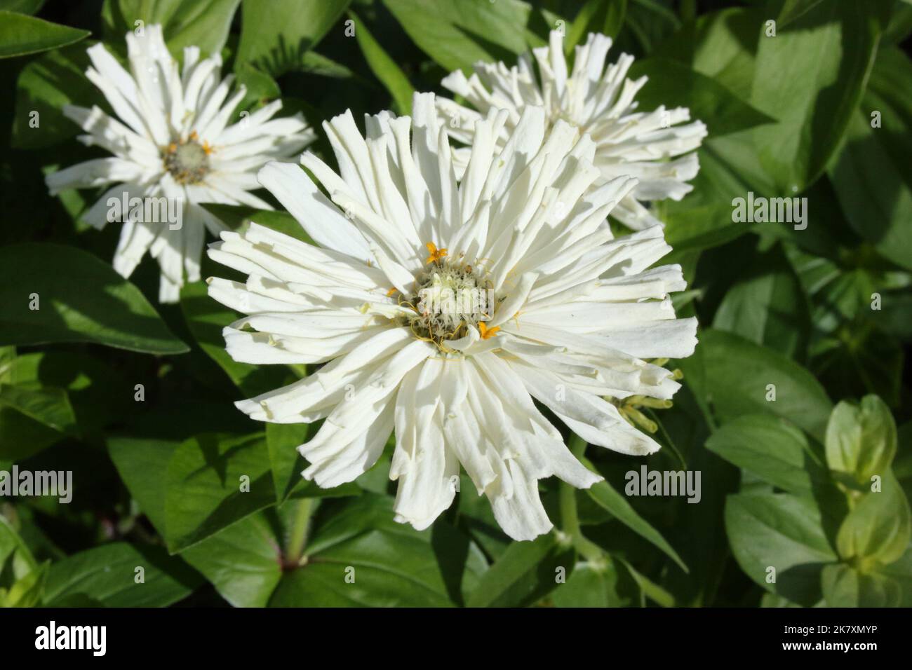 Zinnia elegans 'Cactus fleuri Mix' dans le jardin. Banque D'Images