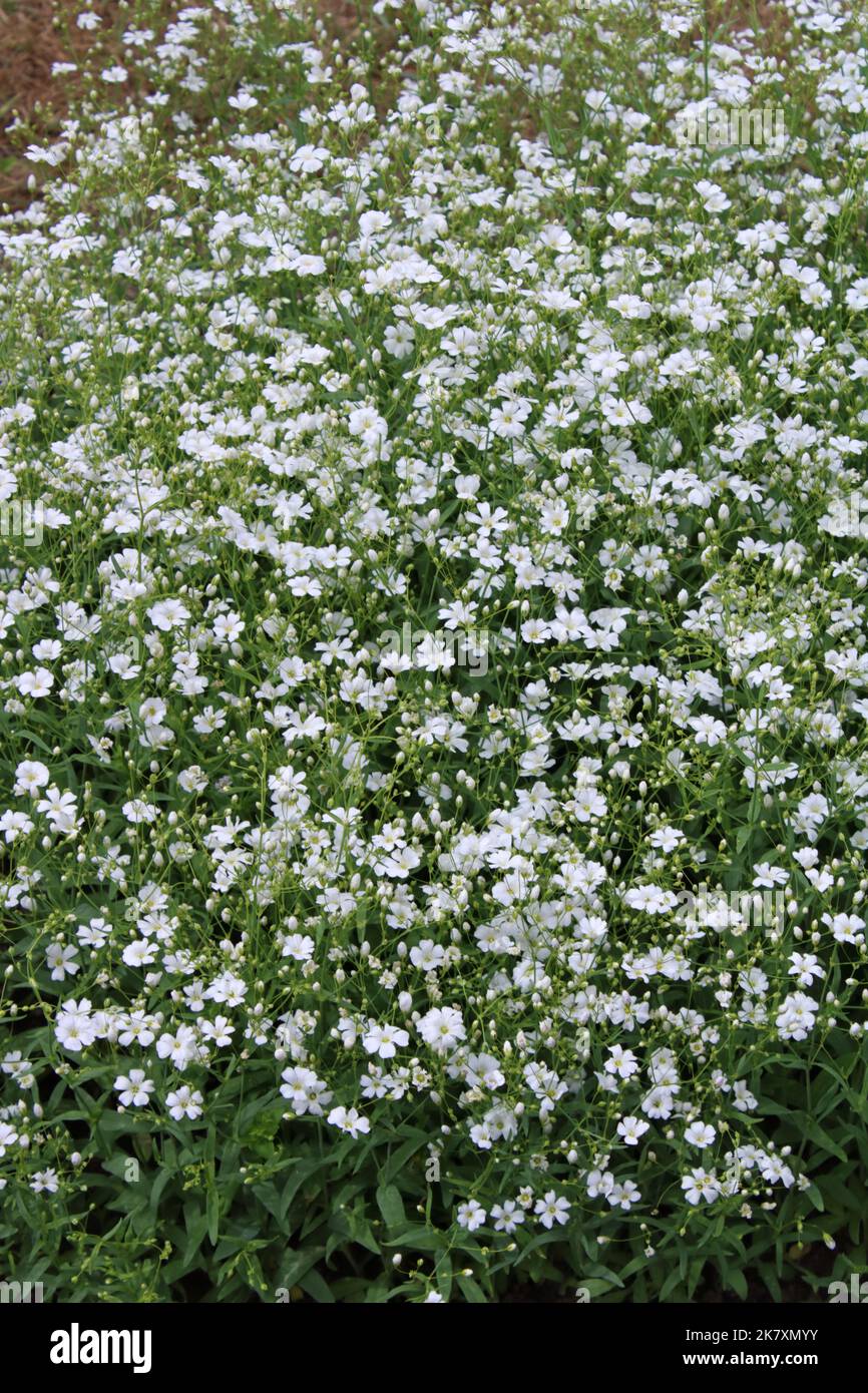 Souffle de bébé (Gypsophila elegans 'marché de jardin Covent') dans le jardin. Banque D'Images