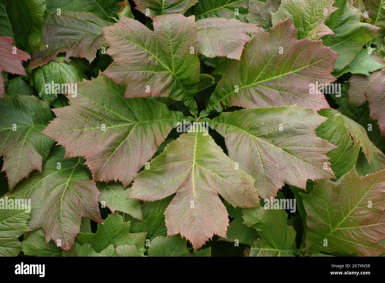 Feuille de rodgersia à feuilles de châtaignier (Rodgersia aesculifolia) Banque D'Images