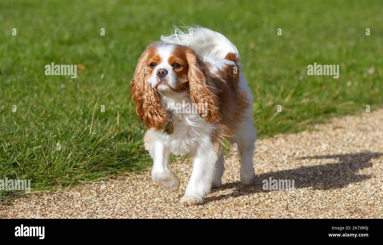 Mignon petit cavalier King Charles Spaniel appréciant sa promenade quotidienne Banque D'Images