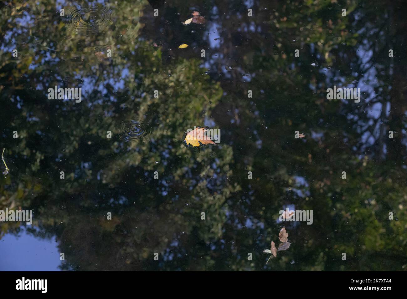 Arbres se reflétant dans la flaque, feuilles d'automne colorées dans l'eau Banque D'Images Arbres se reflétant dans la flaque, feuilles d'automne colorées dans l'eau Banque D'Images