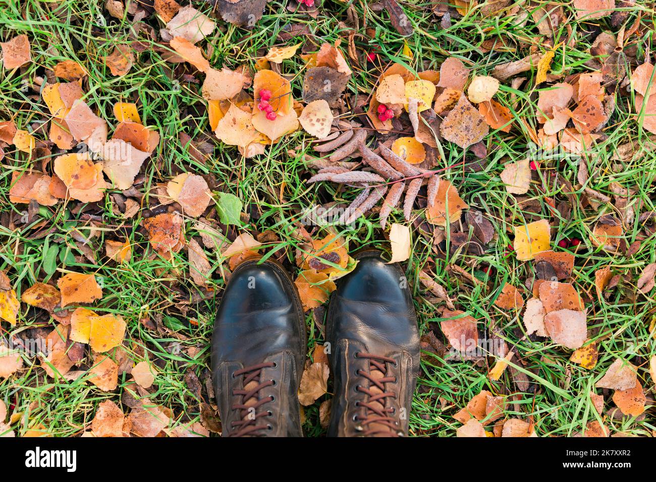 Chaussures vue de dessus sur le sol forestier d'automne avec gel et feuilles tombant sur le sol paysage. Gros plan des feuilles tombées. Forêt feuilles sèches copie de fond Banque D'Images