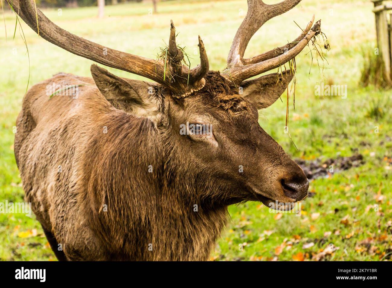 Deer dans l'enceinte de jeu à Casolovice, République tchèque Banque D'Images