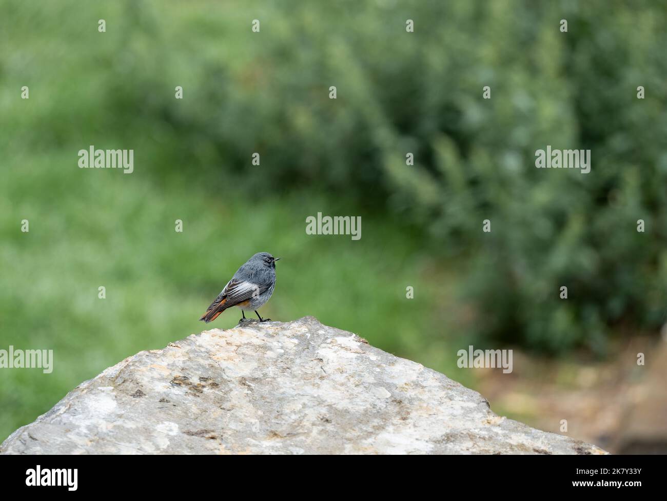 Gros plan d'un Black Redstart mâle (Phoenicurus ochruros, Tithys redstart, Blackstart, Black Redtail) Banque D'Images