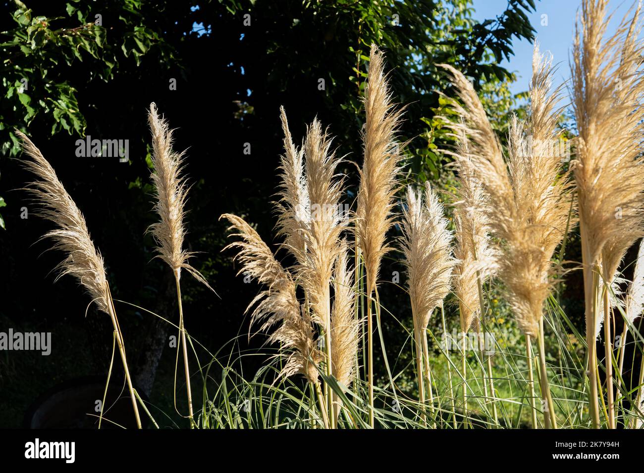 Gros plan de l'herbe de Pampas (Cortaderia selloana) au soleil Banque D'Images