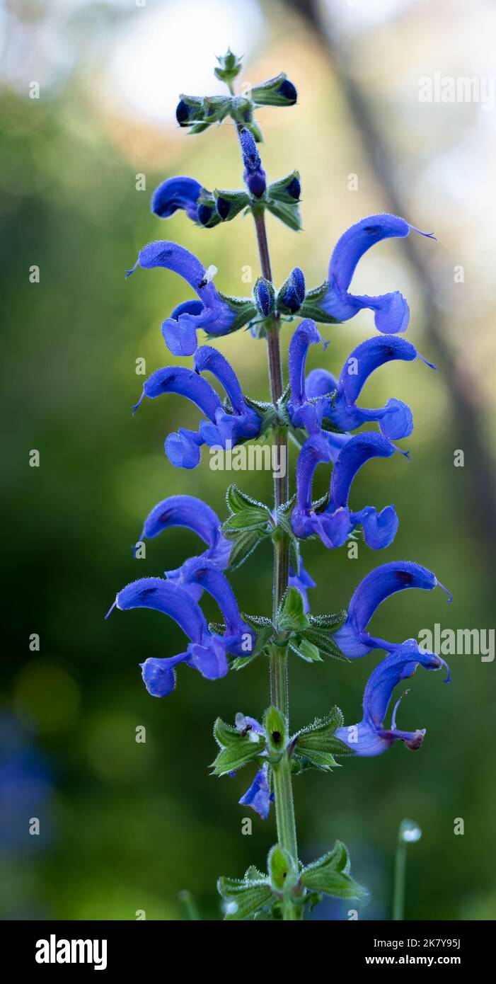 Gros plan détaillé de la sauge gentiane « Royal Blue » de Salvia patens en fleurs d'été Banque D'Images